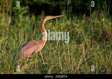 Héron violet ou ardea purpurea barboter dans le marais. Banque D'Images