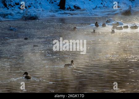 Canards nageant dans la rivière lors d'un froid matin d'hiver. Oiseaux aquatiques à la recherche de nourriture. Banque D'Images