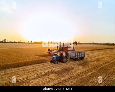 Antenne de surcharge du grain de la moissonneuse-batteuse à la remorque de la boîte à grain dans le champ du tracteur. Déloder la récolteuse en versant le blé récolté dans un corps de boîte Banque D'Images