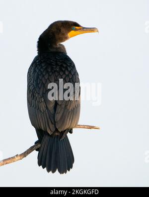 Un cormoran à double crête perché le long d'un marais de Floride. Banque D'Images