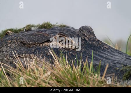 Un alligator se reposant le long d'un canal au lac Apopka, en Floride. Banque D'Images