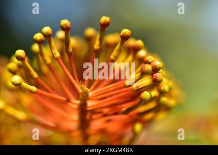 Arbre Firewheel - feu rayonnant Banque D'Images