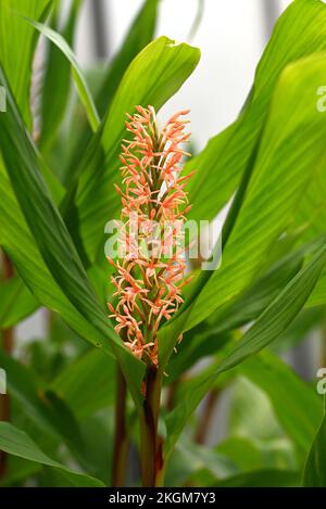 Orange plante ornementale de gingembre aux pays-Bas. Banque D'Images