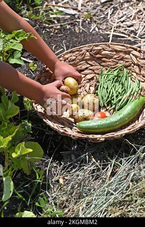 Un enfant récolte dans le potager. Banque D'Images