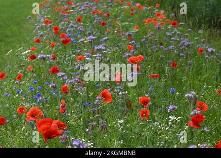 Fleurs en bord de route, coquelicots et autres fleurs anuales. Banque D'Images