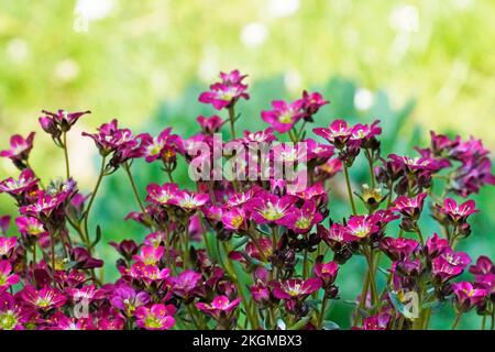 Gros plan de Moss-saxifrage. Vivace dans le jardin. Plante à fleurs Banque D'Images