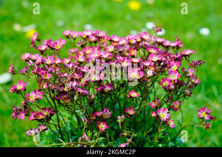 Gros plan de Moss-saxifrage. Vivace dans le jardin. Plante à fleurs Banque D'Images