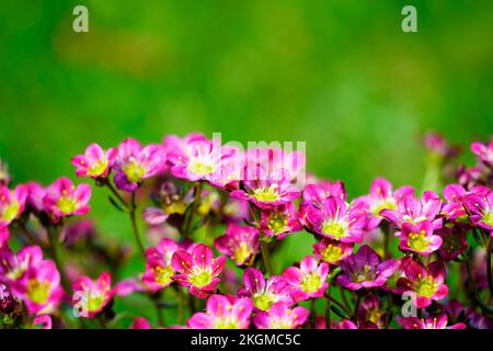 Gros plan de Moss-saxifrage. Vivace dans le jardin. Plante à fleurs Banque D'Images