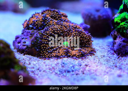 Orange Ricordea florida champignons doux corail Banque D'Images