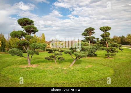 Parc avec des pins coupés en forme de bonsaï Banque D'Images