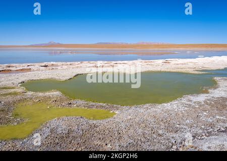 Vue panoramique de Laguna Hedionda avec un troupeau de flamants roses en arrière-plan sur l'Altiplano (hautes plaines), province de sur Lípez, Bolivie Banque D'Images