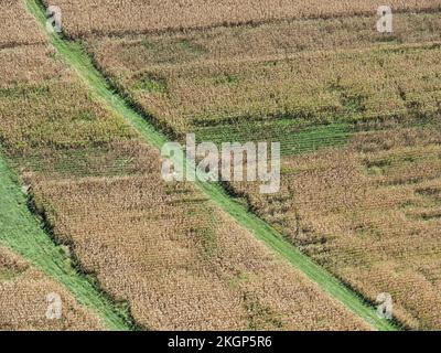 États-Unis, Maryland, vue aérienne du champ agricole avec maïs et autres cultures rotationnelles en été Banque D'Images