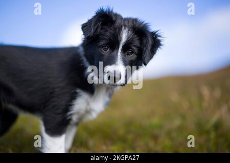 Bordure noire du chiot collie à la prairie Banque D'Images