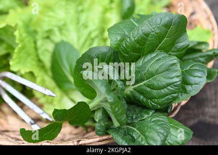 Paksoi en panier, fraîchement cueilli dans le potager. Banque D'Images