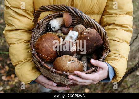 Mains de fille tenant le panier de champignons porcini dans la forêt Banque D'Images