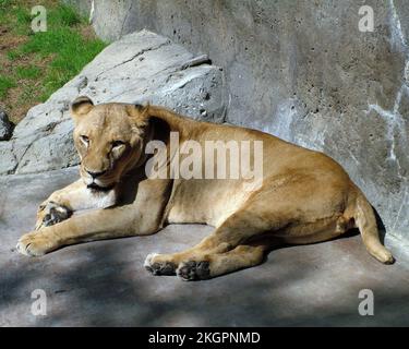 Vue rapprochée en grand angle d'un lion barbare femelle reposant sur la formation rocheuse Banque D'Images