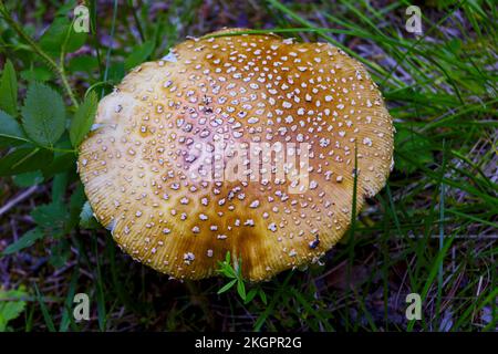 Brown Fly agaric ou King Fly agaric. Nom latin Amanita muscaria regalis qui pousse sur une forêt en automne. Banque D'Images