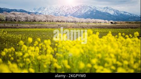 Le festival des cerisiers en fleurs d'Asahi, au Japon, est l'un des plus célèbres. Il y a beaucoup de tulipe colorée avec vue sur la montagne de neige, et la cerise tr Banque D'Images