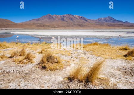 Flamangos à Laguna Hedionda (Nord) à Nor Lipez, département de Potosi, Bolivie Banque D'Images