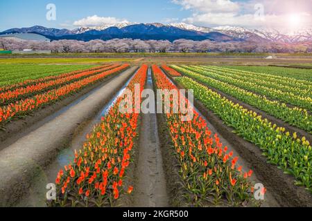 Le festival des cerisiers en fleurs d'Asahi, au Japon, est l'un des plus célèbres. Il y a beaucoup de tulipe colorée avec vue sur la montagne de neige, et la cerise tr Banque D'Images