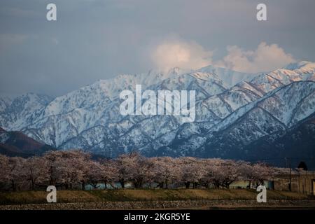 Le festival des cerisiers en fleurs d'Asahi, au Japon, est l'un des plus célèbres. Il y a beaucoup de tulipe colorée avec vue sur la montagne de neige, et la cerise tr Banque D'Images