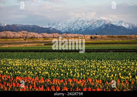 Le festival des cerisiers en fleurs d'Asahi, au Japon, est l'un des plus célèbres. Il y a beaucoup de tulipe colorée avec vue sur la montagne de neige, et la cerise tr Banque D'Images