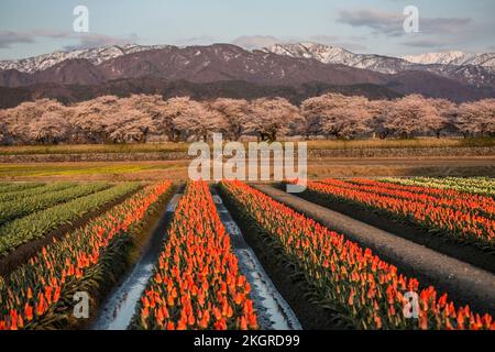 Le festival des cerisiers en fleurs d'Asahi, au Japon, est l'un des plus célèbres. Il y a beaucoup de tulipe colorée avec vue sur la montagne de neige, et la cerise tr Banque D'Images