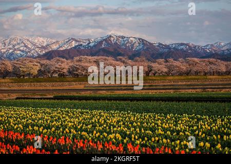 Le festival des cerisiers en fleurs d'Asahi, au Japon, est l'un des plus célèbres. Il y a beaucoup de tulipe colorée avec vue sur la montagne de neige, et la cerise tr Banque D'Images