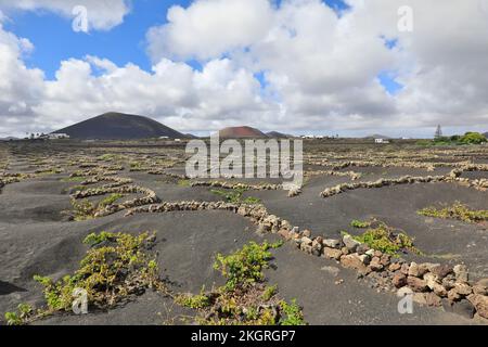 Espagne, îles Canaries, vignoble volcanique sur l'île de Lanzarote avec Caldera Colorada et Montana Negra en arrière-plan Banque D'Images