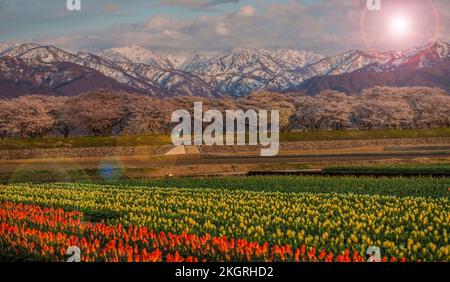 Le festival des cerisiers en fleurs d'Asahi, au Japon, est l'un des plus célèbres. Il y a beaucoup de tulipe colorée avec vue sur la montagne de neige, et la cerise tr Banque D'Images