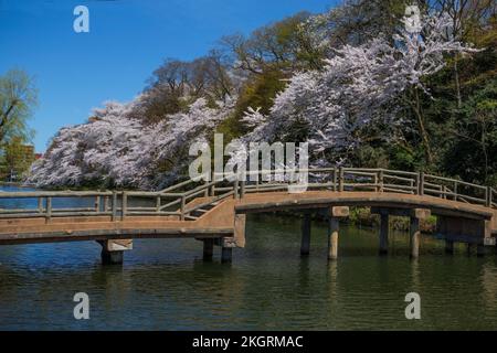 Le festival des cerisiers en fleurs au Japon est l'un des plus célèbres. Il y a beaucoup de tulipe colorée avec vue sur la montagne de neige, et les cerisiers sont Banque D'Images