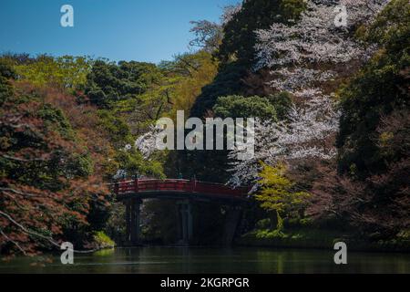 Le festival des cerisiers en fleurs au Japon est l'un des plus célèbres. Il y a beaucoup de tulipe colorée avec vue sur la montagne de neige, et les cerisiers sont Banque D'Images