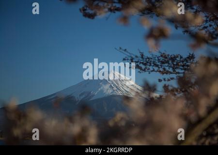 Le festival des cerisiers en fleurs au Japon est l'un des plus célèbres. Il y a beaucoup de tulipe colorée avec vue sur la montagne de neige, et les cerisiers sont Banque D'Images