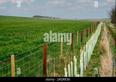 Jeunes plants de jeunes arbres dans la campagne britannique. Banque D'Images