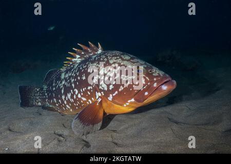 Vue sous-marine du mérou sombre (Epinephelus marginatus) Banque D'Images