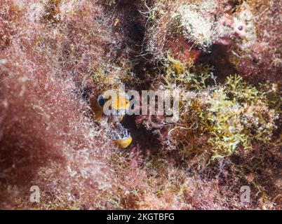 Vue sous-marine de la moray de fangtooth (Enchelycore anatina) dents aboyantes Banque D'Images