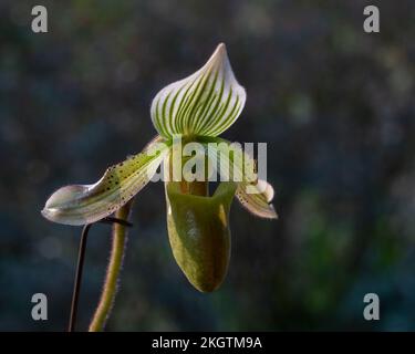 Vue rapprochée de fleurs vertes, blanches et violettes rétroéclairées de l'espèce d'orchidée de la slipper paphiopedilum schoseri ou de bacanum isolée sur fond naturel Banque D'Images