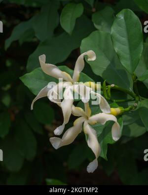 Vue rapprochée de fleurs blanches et éclatantes d'arbustes tropicaux tabernaemontana africana aka Samoan gardenia fleurant à l'extérieur sur fond naturel Banque D'Images