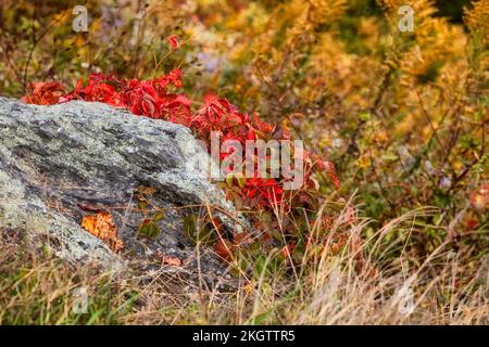 Gros plan de Virginia Creeper Vine les feuilles d'automne rouges se démarquent contre un gros rocher. Banque D'Images