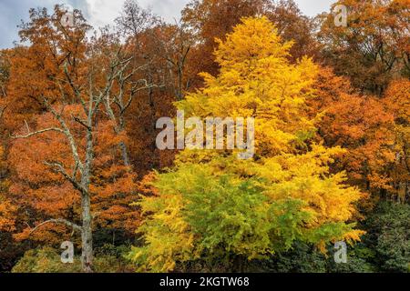 Différentes couleurs de feuilles d'automne sur les arbres sous un ciel nuageux le long de Blue Ridge Parkway en Caroline du Nord. Banque D'Images