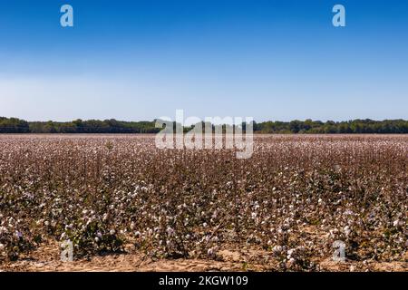 Champs de coton en attente d'être récoltés dans les zones rurales de l'Arkansas, aux États-Unis Banque D'Images