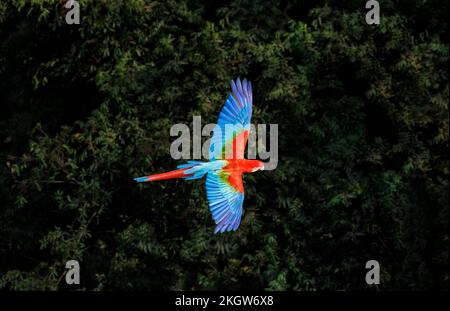 Un macaw rouge et vert (Ara chloropterus) vu en vol au Buraco das Araras, un gouffre à Jardim, dans le sud du Pantanal, Mato Grosso do Sul, Brésil Banque D'Images