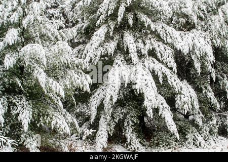 La neige couvrait les arbres en octobre, dans le Grand Sudbury, en Ontario, au Canada Banque D'Images