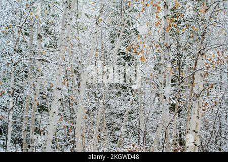 Bouleau avec neige au début, Grand Sudbury, Ontario, Canada Banque D'Images