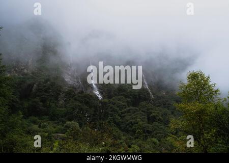 Forêt de montagne sous brouillard épais pendant la saison de la mousson. Parc national de Langtang. Népal. Banque D'Images