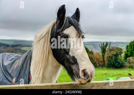 Portrait horizontal en couleur d'un cheval lourd noir et blanc. Tête et épaules avec un bon contact avec les yeux et une belle manie, penchée sur une porte en bois. Banque D'Images