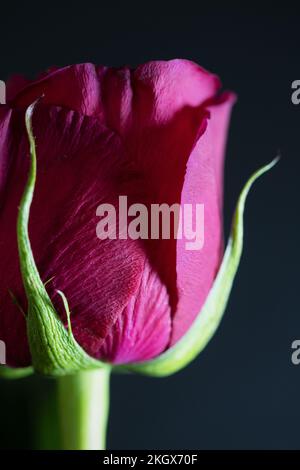 Portrait d'une rose rouge. Banque D'Images