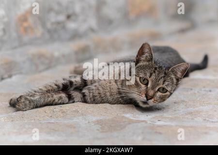 Beau mignon extérieur triste paresseux chat tabby couché sur le trottoir de la cour relaxant et regardant Banque D'Images