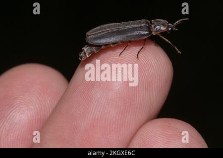 Ver phosphorescent (Lampyris noctiluca) mâle attiré à la torchlight, dans la main. East Sussex, Royaume-Uni. Banque D'Images