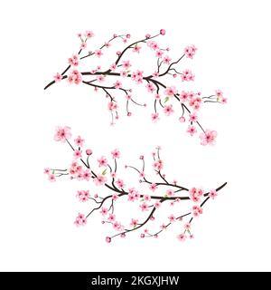 Vecteur fleur de cerisier aquarelle. Fond rose de fleur de sakura. Fleur de cerisier fleur vecteur de floraison. Branche de fleur de cerisier avec fleur de sakura. Saku Illustration de Vecteur